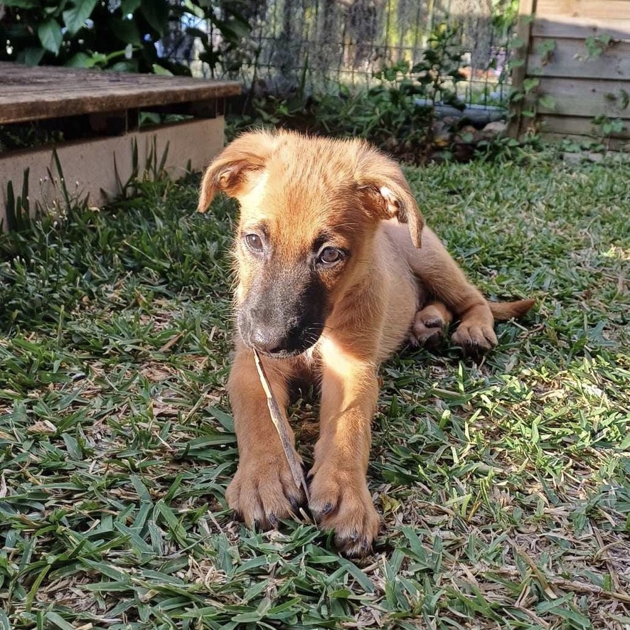 Chiot fauve au masque noir allongé dans l'herbe. Il se tient droit de face en plein soleil.