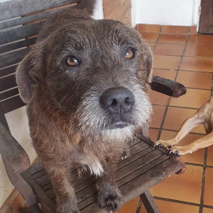 Portrait d'un chien de type griffon au pelage gris/chocolat qui regarde l'objectif la gueule fermée. Le chien est assis sur une chaise en bois.