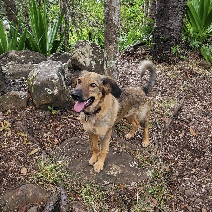 Chien de type berger au pelage mi-long fauve charbonné debout dans la forêt.