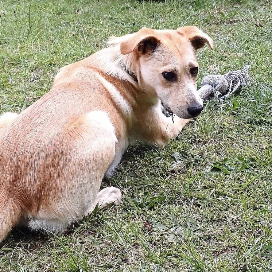 Chien de type berger au pelage sable couché dans l'herbe le long d'une clôture, il tourne la tête pour regarder l'objectif.