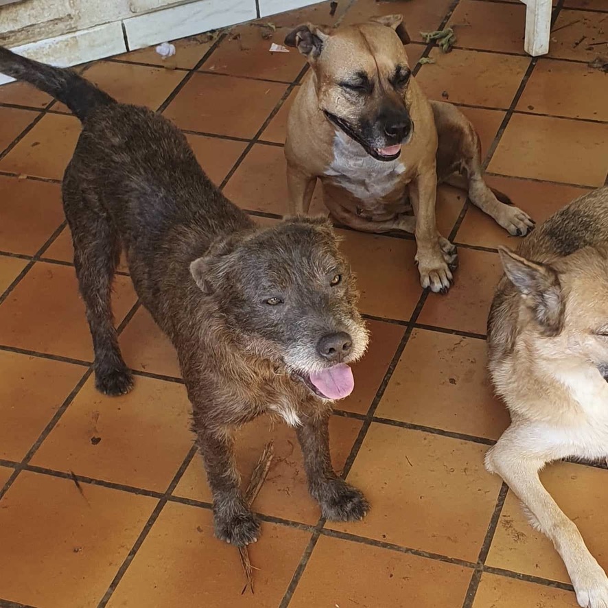 Plusieurs chiens de divers types debout et couchés sur un carrelage orange.