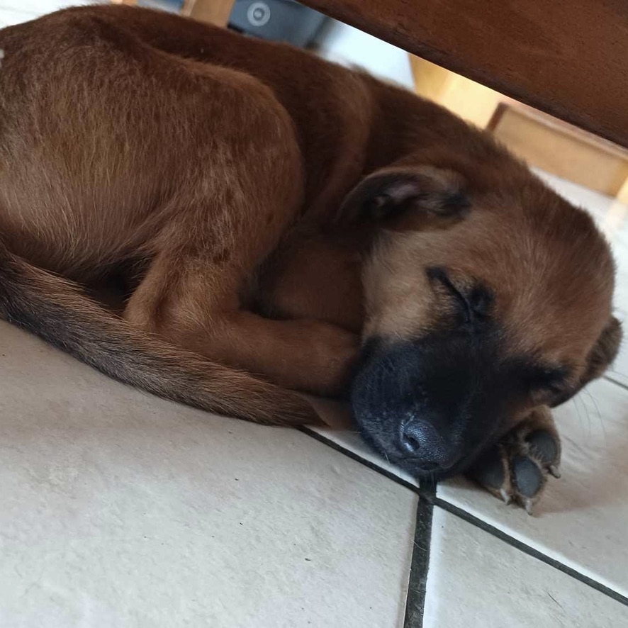 Chiot de type berger au pelage court de couleur fauve et noir endormi à même le sol, sous un meuble et roulé en boule.