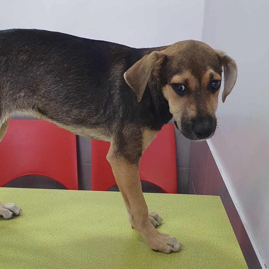 Chiot de type berger au pelage noir et fauve debout sur une table d'examen vétérinaire vert pomme.