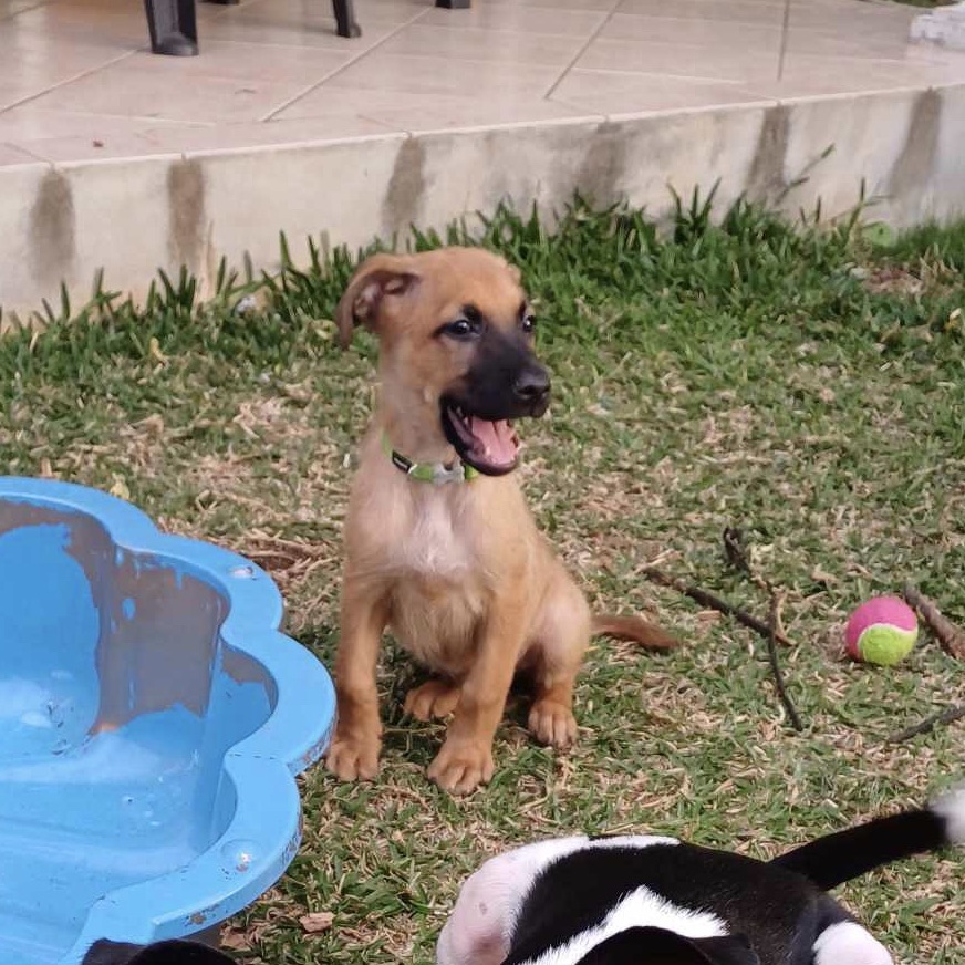 La photo présente un chiot de type berger au pelage fauve et masque noir assis sur l'herbe verte. Il porte un collier vert et à la gueule ouverte, semblant bailler.