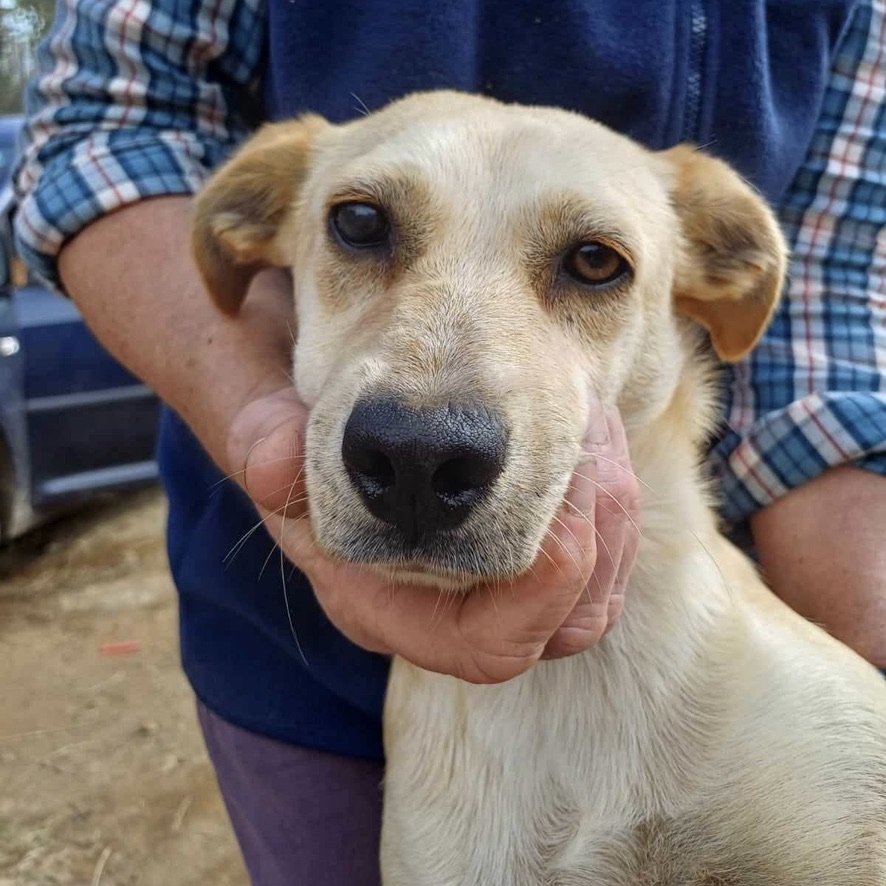 Portrait d'un chien sable au pelage court, de face