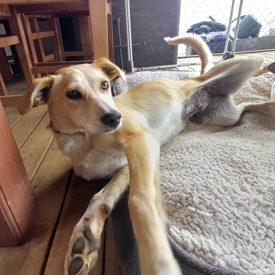 Chien au pelage beige et court étendu sur un panier, les pattes tendues et la tête dressée pour regarder l'objectif.