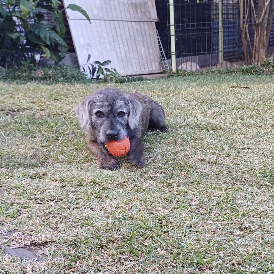 Chien de type griffon au pelage gris couché dans l'herbe, un jouet dans la gueule. La photo est prise de face avec une lumière naturelle.