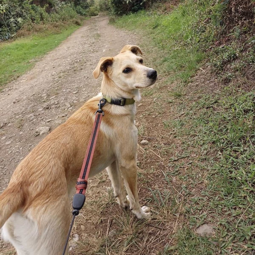 Chien de type berger au pelage sable debout en extérieur, il porte un collier et une laisse rouge, il est de dos mais tourne la tête vers la droite de l'image.