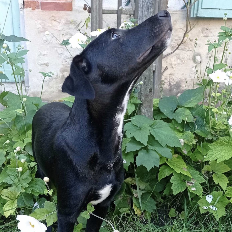 Chien noir avec une marque blanche sur le poitrail assis devant un massif de fleurs.