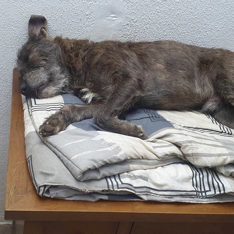 Chien gris/marron endormi sur un meuble en bois